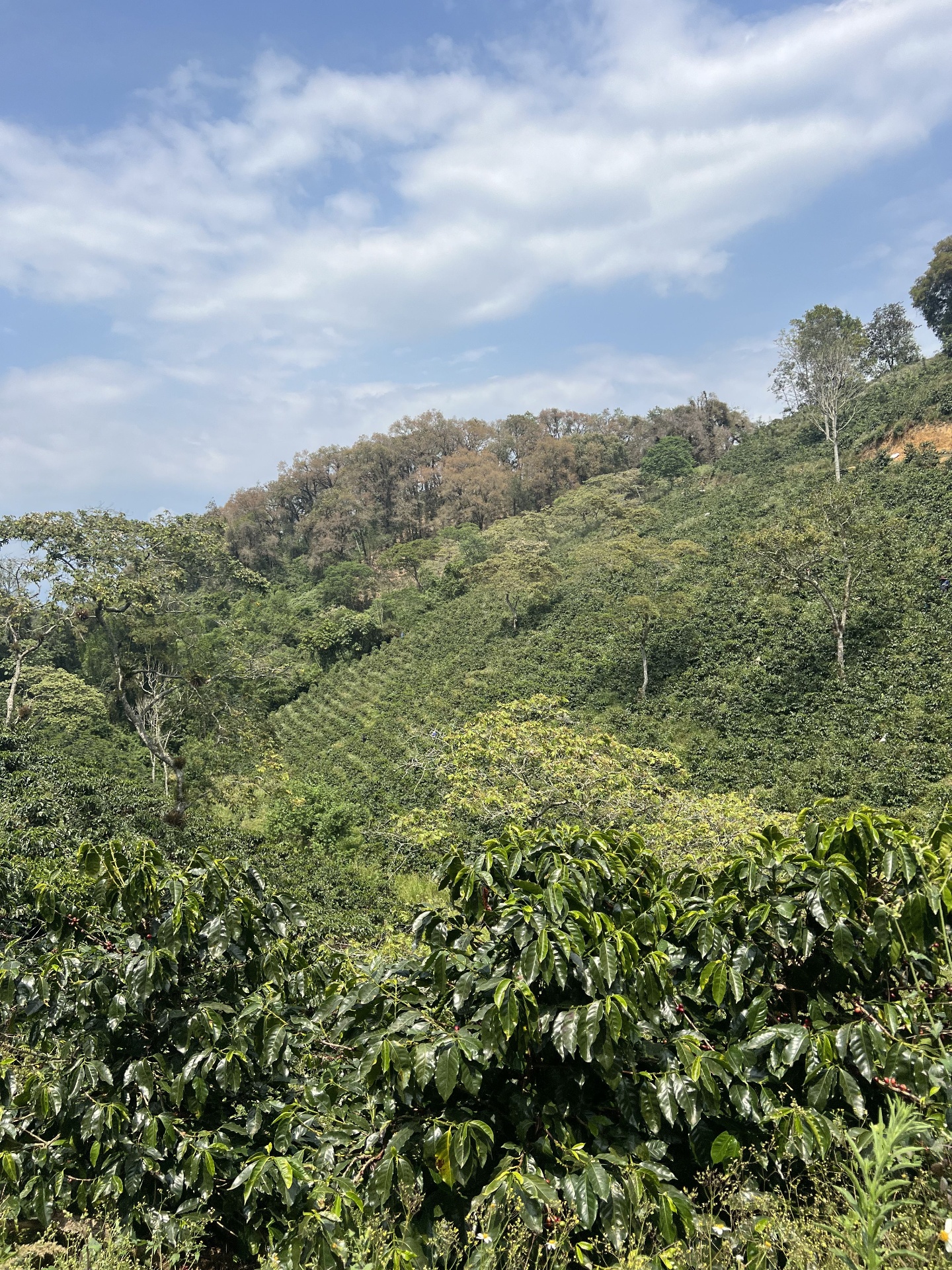 Paisaje de finca de café en montaña al amanecer